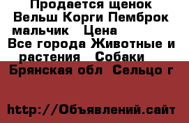 Продается щенок Вельш Корги Пемброк мальчик › Цена ­ 65 000 - Все города Животные и растения » Собаки   . Брянская обл.,Сельцо г.